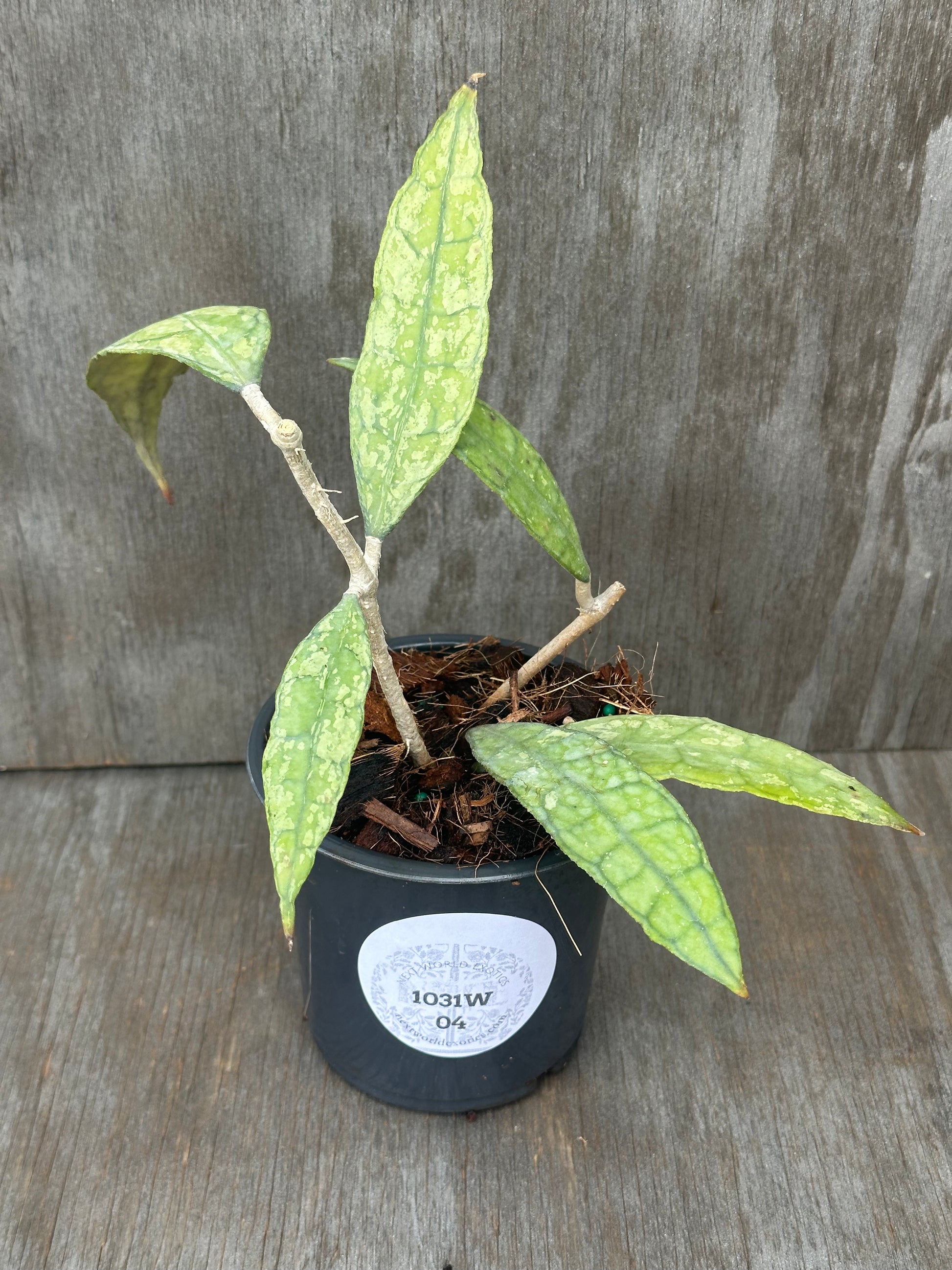 Copy Finlaysonii 'Black Splash' plant in a pot, featuring variegated leaves, ideal for exotic houseplant enthusiasts from Next World Exotics.