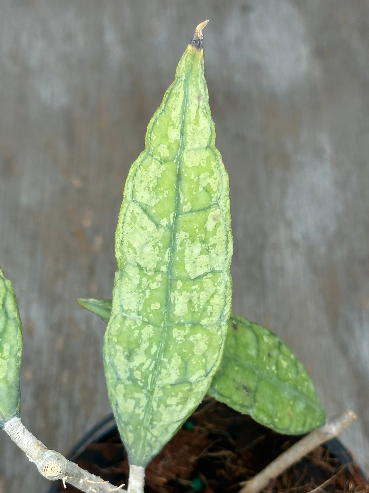 Close-up of Copy Finlaysonii 'Black Splash' leaf, highlighting its unique texture. Part of Next World Exotics' rare variegated tropical houseplants collection.