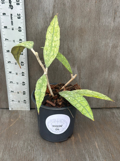 Copy Finlaysonii 'Black Splash' plant in a pot, showcasing unique variegated leaves, featured in Next World Exotics' rare tropical houseplant collection.