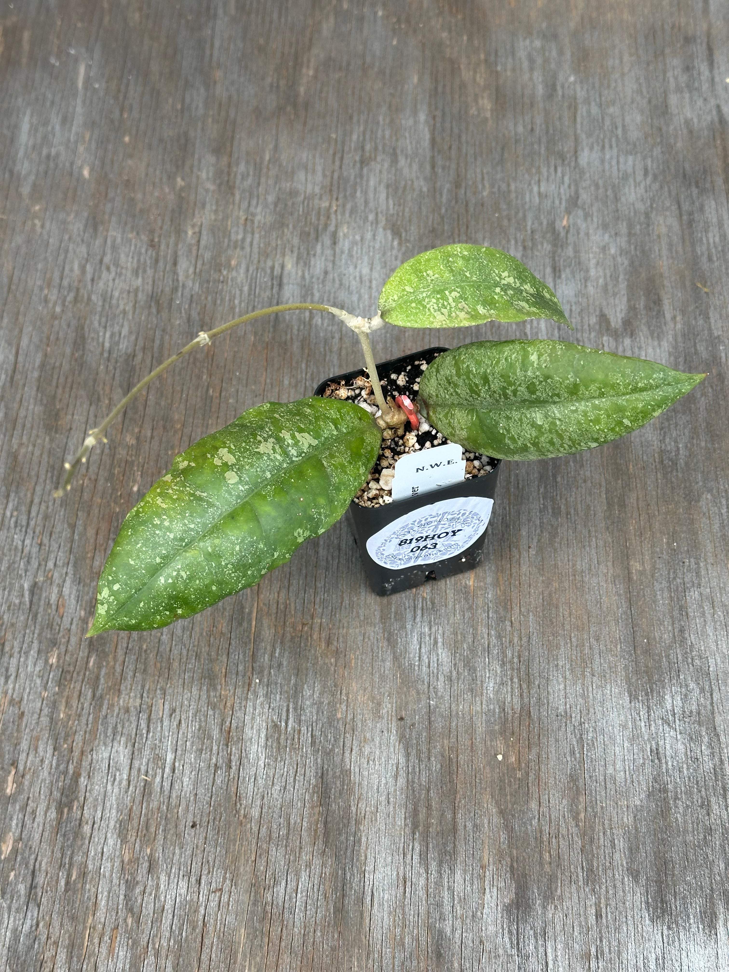 Hoya - Next World Exotics Rare Plants & Crystals