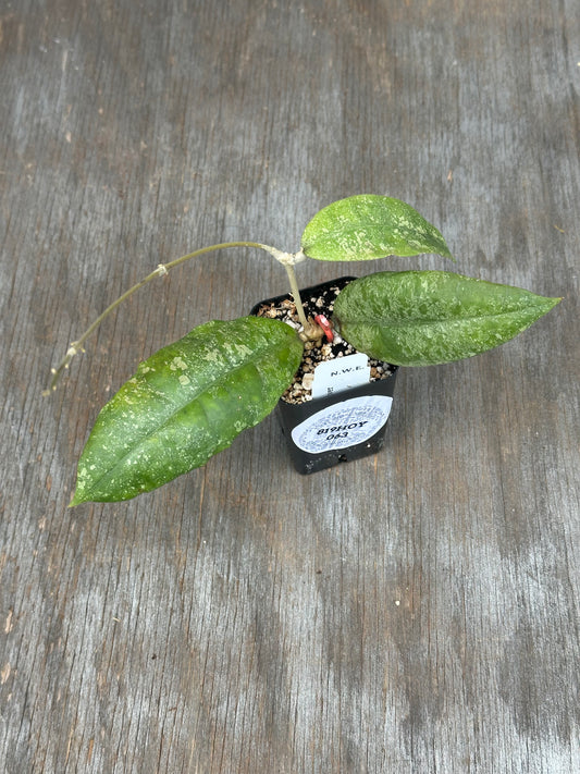 Hoya Finlaysonii 'Panggha Silver'