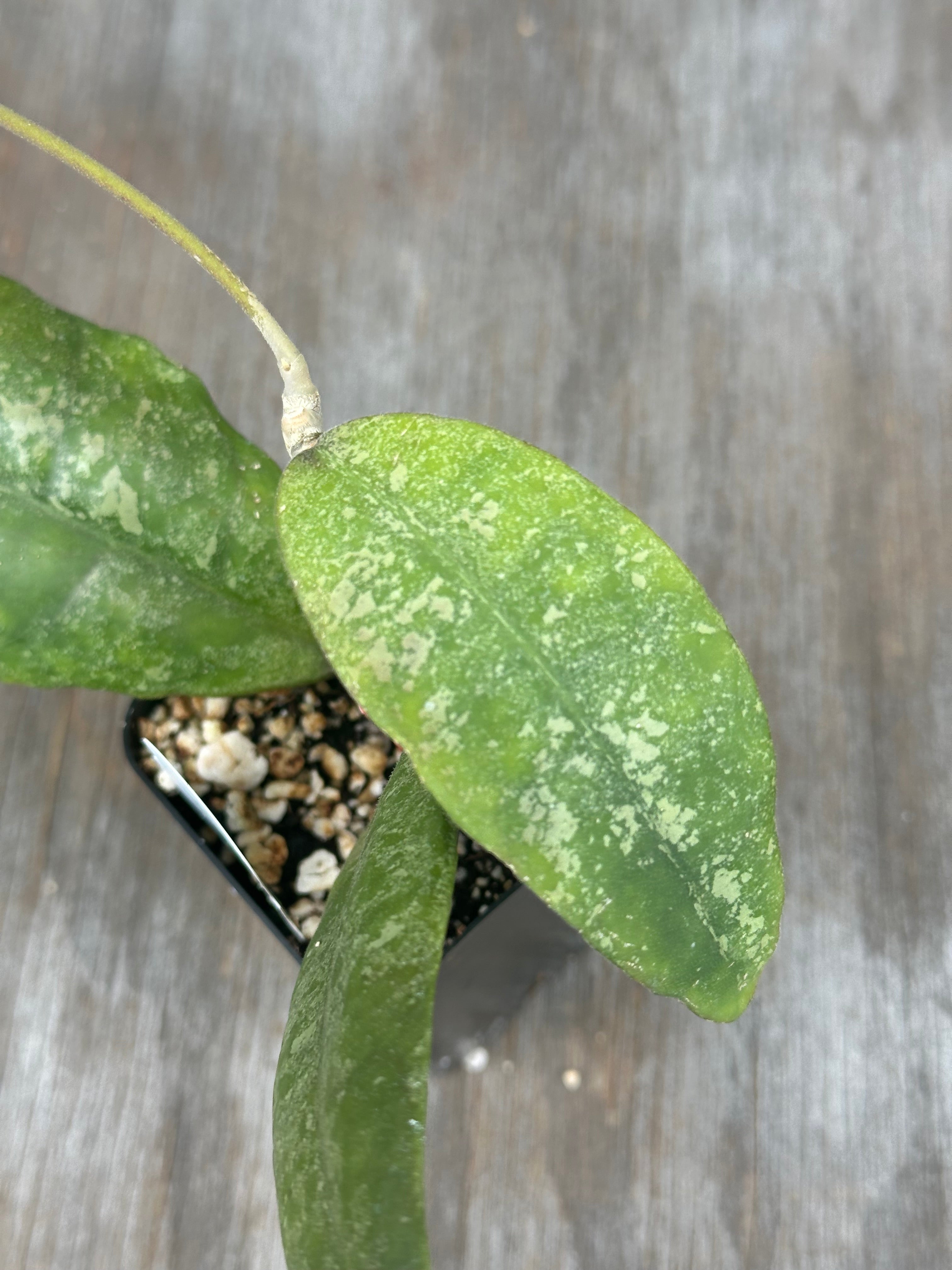 Hoya - Next World Exotics Rare Plants & Crystals