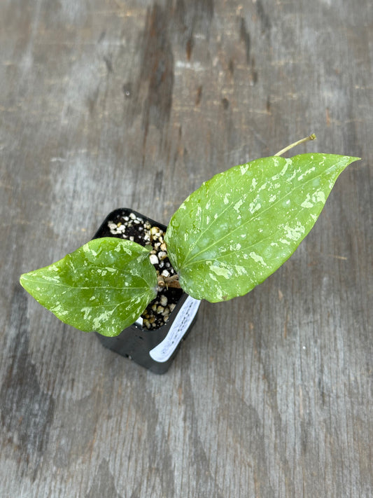 A small potted variegated green plant with two heart-shaped leaves, shown in a black plastic nursery pot on a weathered gray wooden surface.