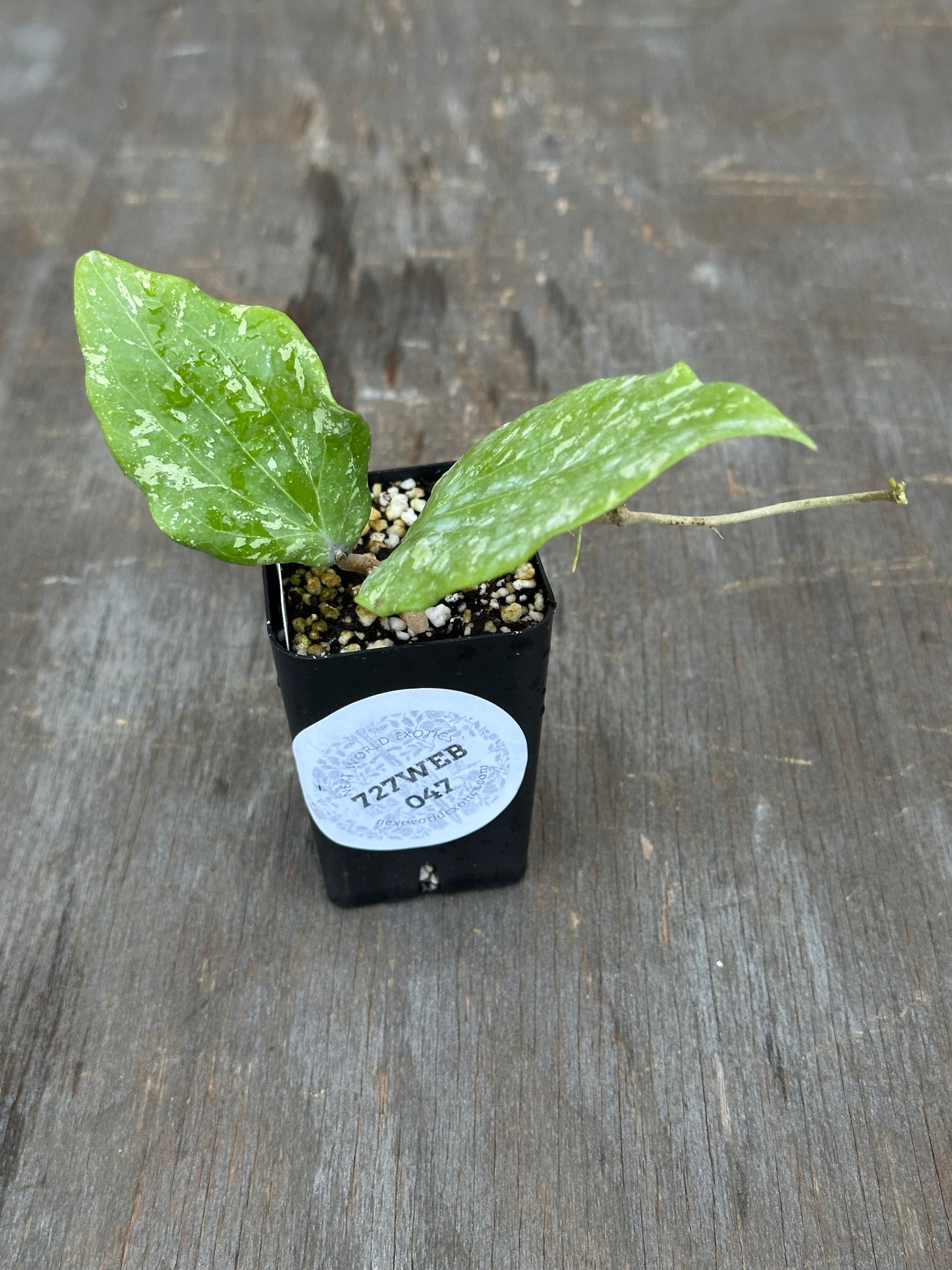 Hoya Glabra Padang Sidempuan 727WEB047
