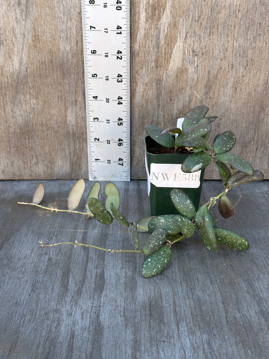 Hoya sp. 'GPS 7240' in a 2.25-inch pot, next to a ruler, showcasing its compact, succulent-like leaves with silver splashes.