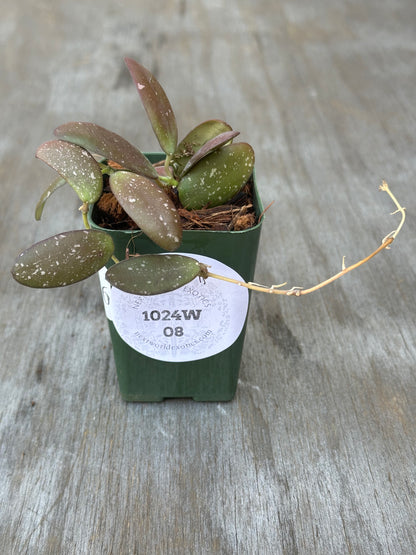 Hoya sp. 'GPS 7240' in a 2.25-inch pot, showcasing its glossy, thick leaves with silver splashes and a white label.