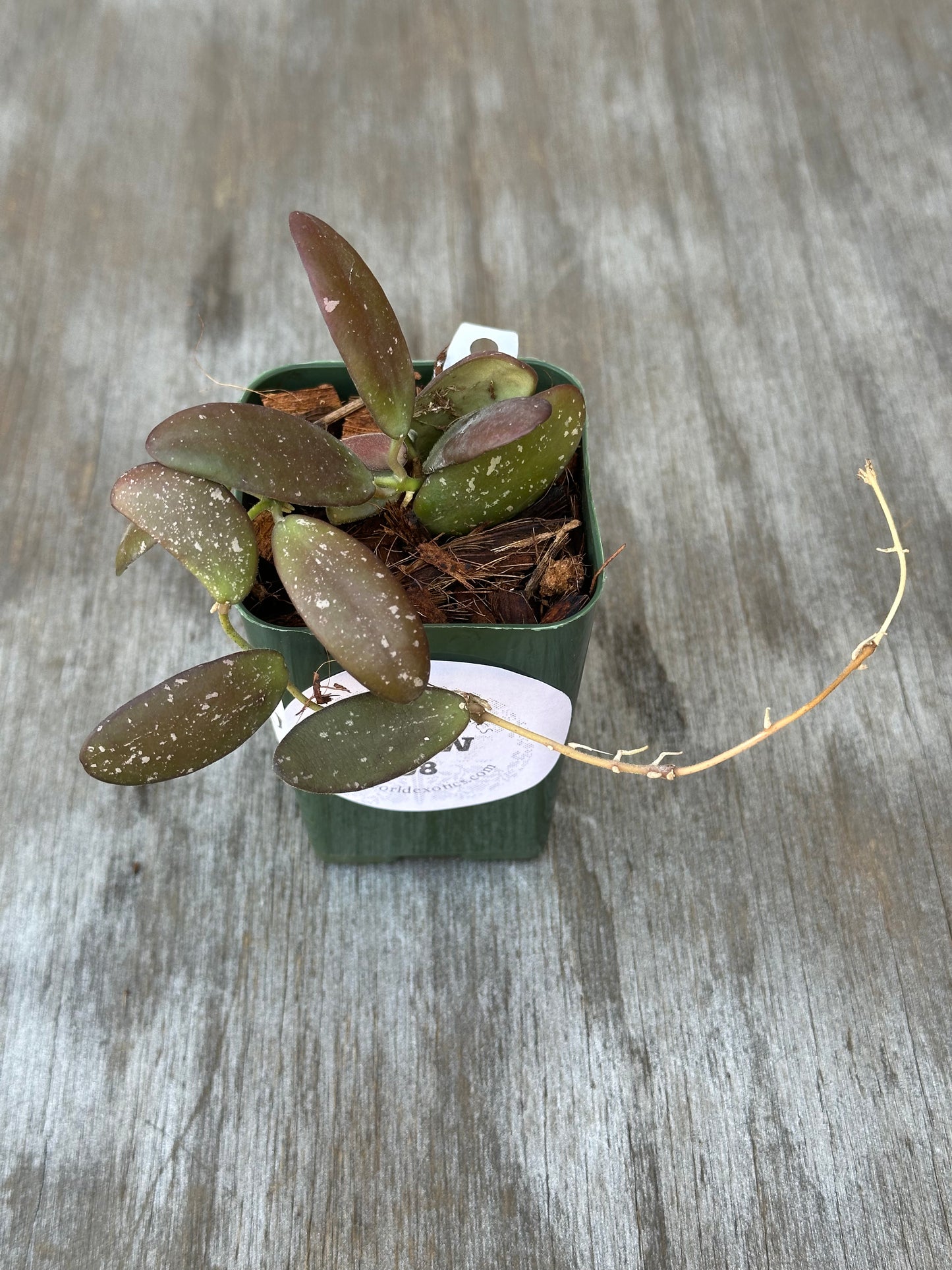 Hoya sp. 'GPS 7240' in a 2.25-inch pot, featuring compact, succulent-like leaves with silver splashes, ideal for indoor plant enthusiasts.