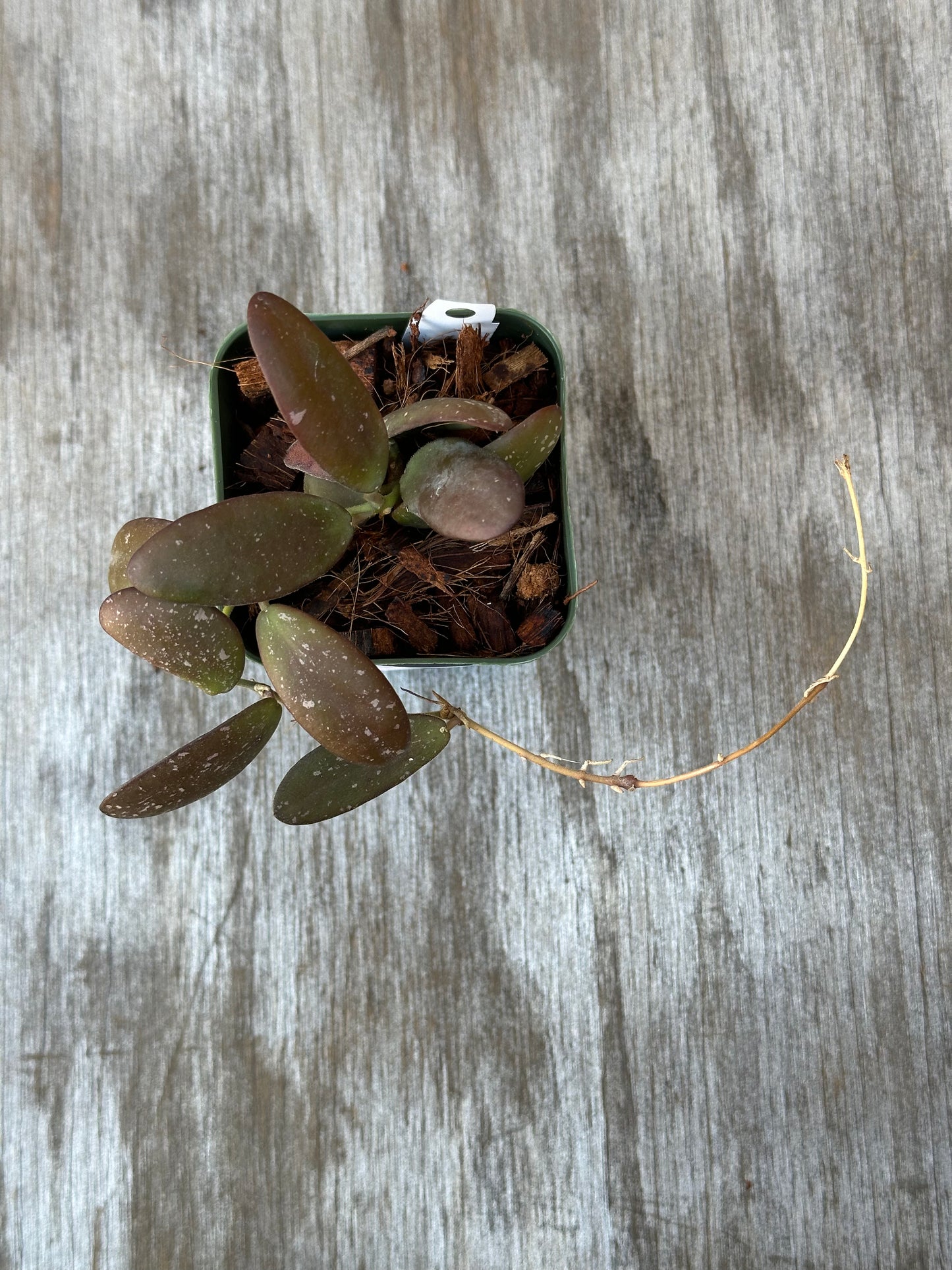 Hoya sp. 'GPS 7240' in a small pot, showcasing thick, glossy leaves with silver splashes, ideal for indoor gardening enthusiasts.