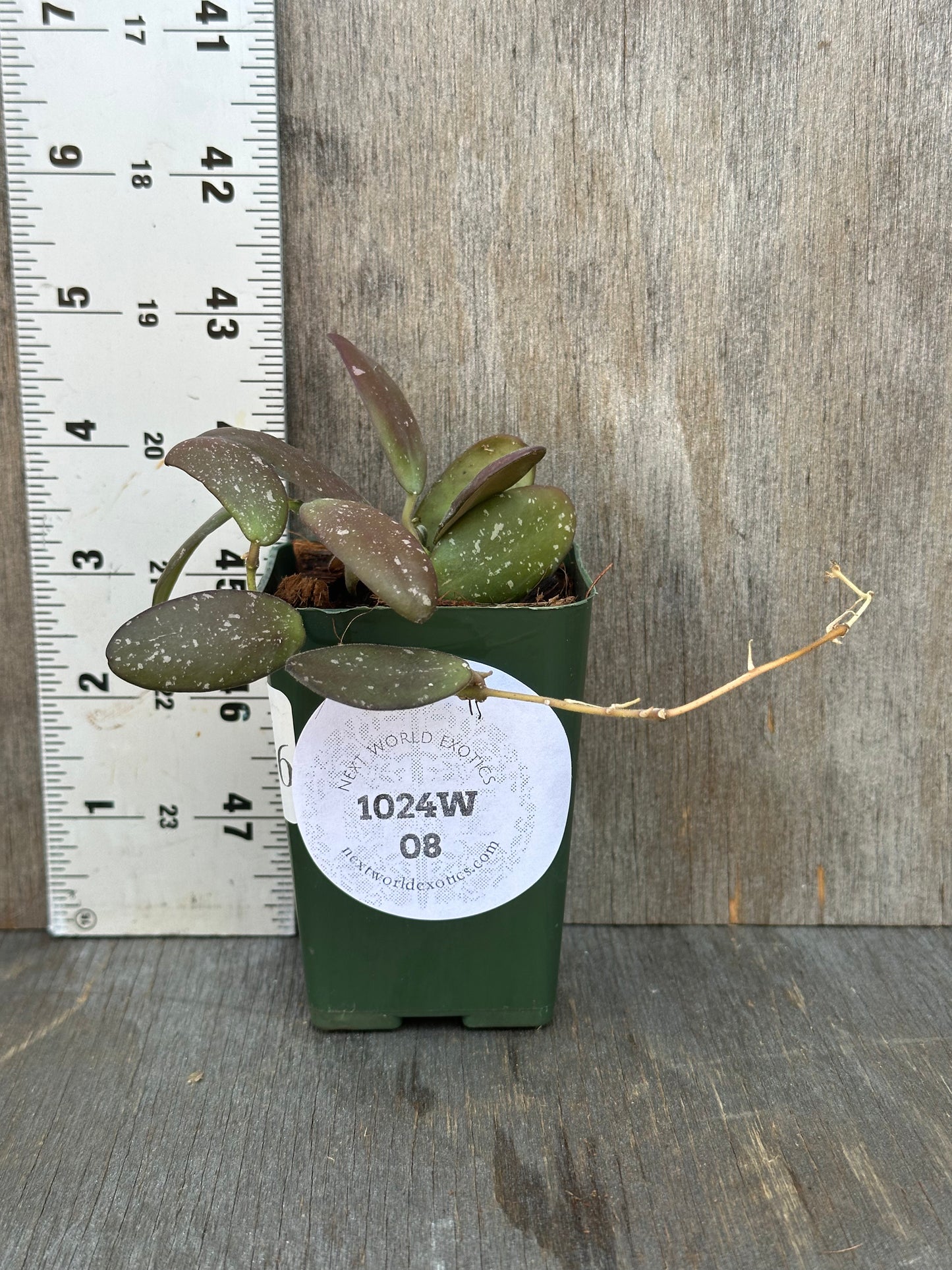 Hoya sp. 'GPS 7240' in a 2.25-inch pot, shown beside a measuring ruler, highlighting its compact, glossy leaves with subtle purple hues.