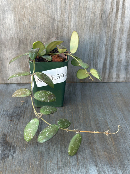 Hoya sp. 'GPS 7240' in a 2.25-inch pot, showcasing compact, glossy leaves with silver splashes and delicate, grape-like appearance.