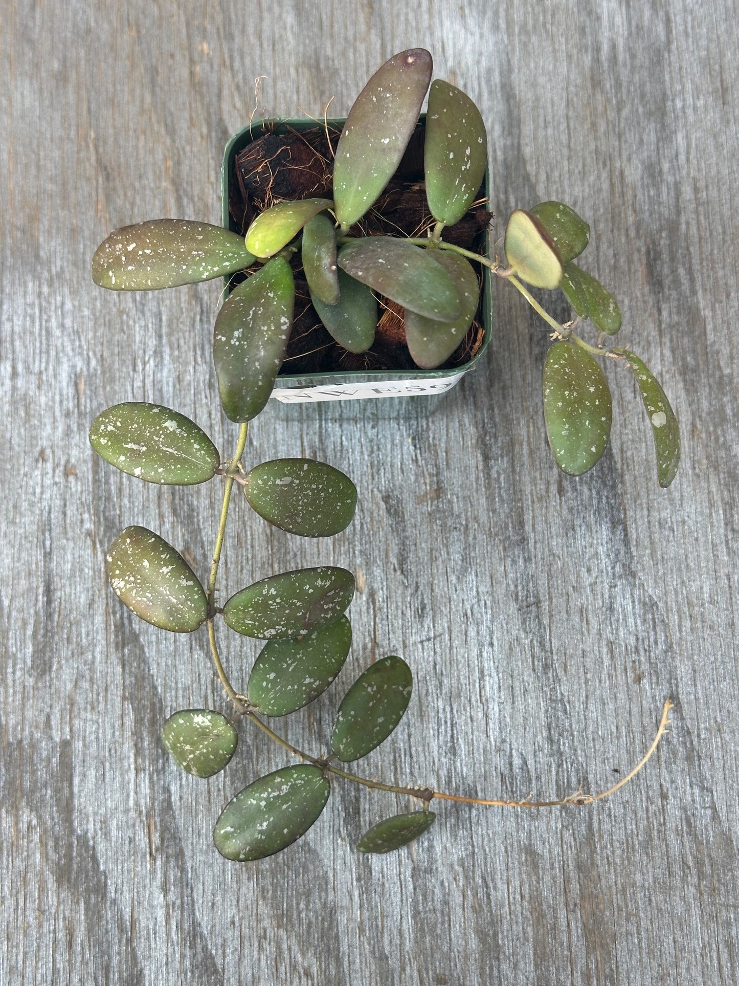 Hoya sp. 'GPS 7240' in a 2.25-inch pot with compact, succulent-like leaves and silver splashes.