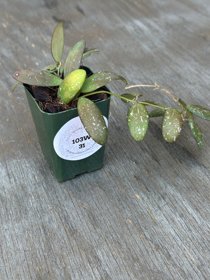 Hoya sp. 'GPS 7240' in a 2.25-inch pot, showcasing thick, glossy leaves with silver splashes and compact, succulent-like foliage.