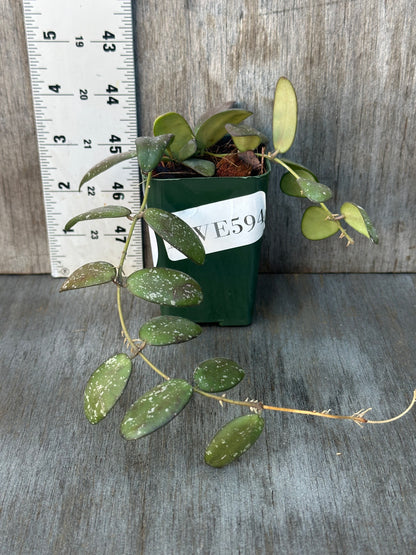 Hoya sp. 'GPS 7240' in a 2.25-inch pot, showing thick, glossy leaves with silver splashes next to a white ruler for scale.