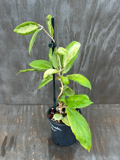 Hoya Incrassata Inner Variegated 803WEB015