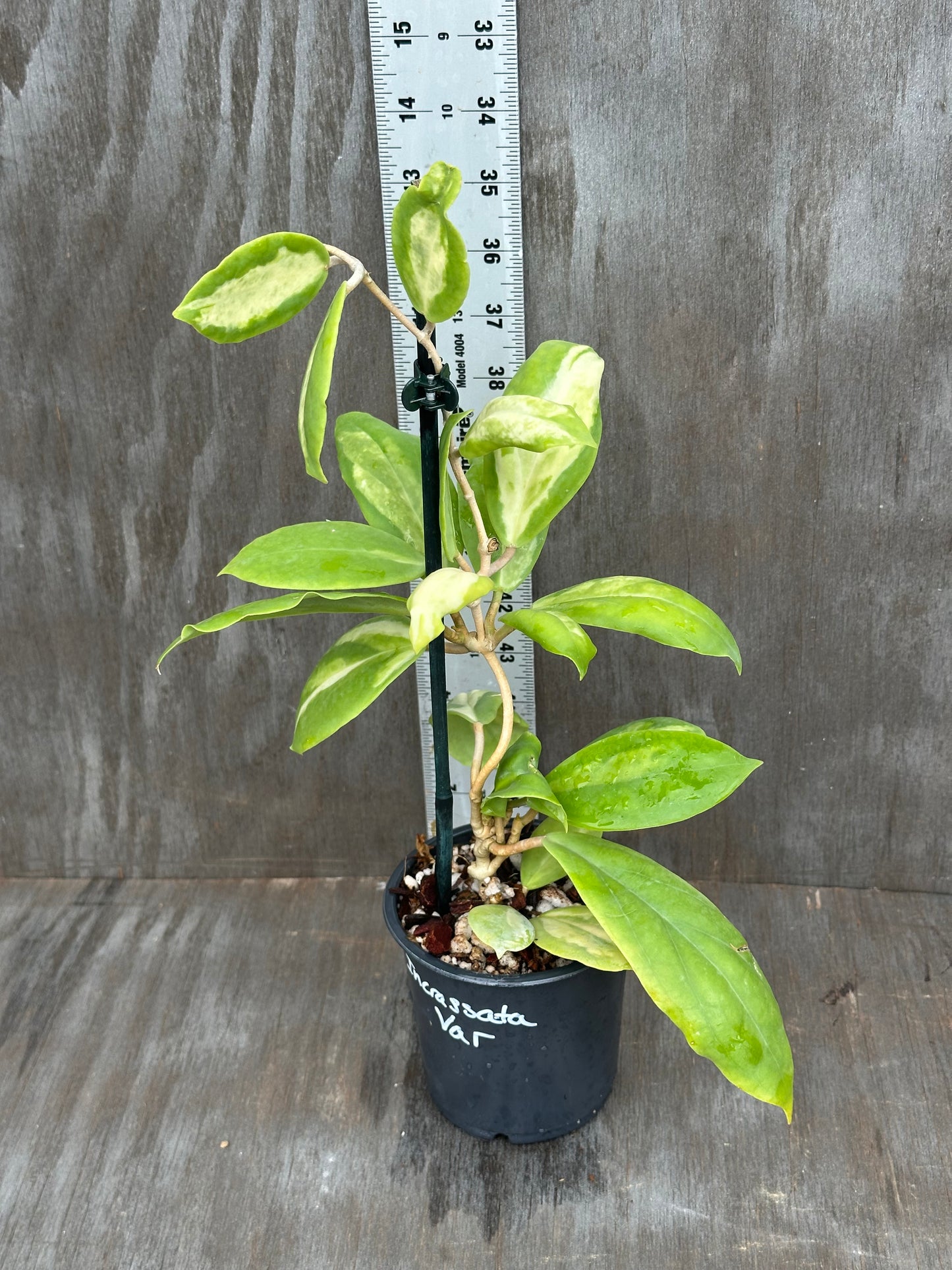 Hoya Incrassata Inner Variegated 803WEB015
