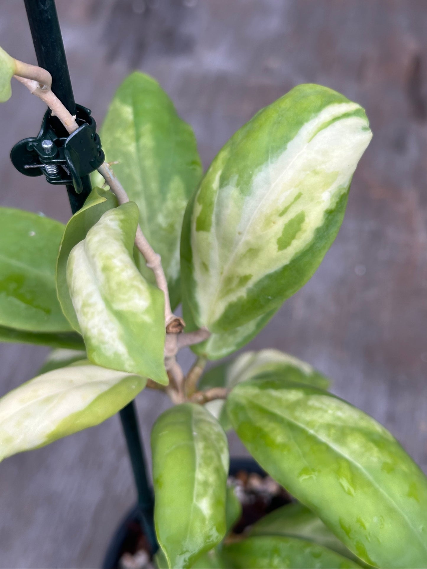 Hoya Incrassata Inner Variegated 803WEB015