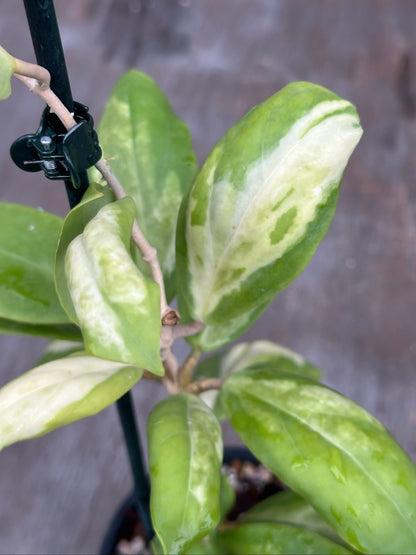 Hoya Incrassata Inner Variegated 803WEB015