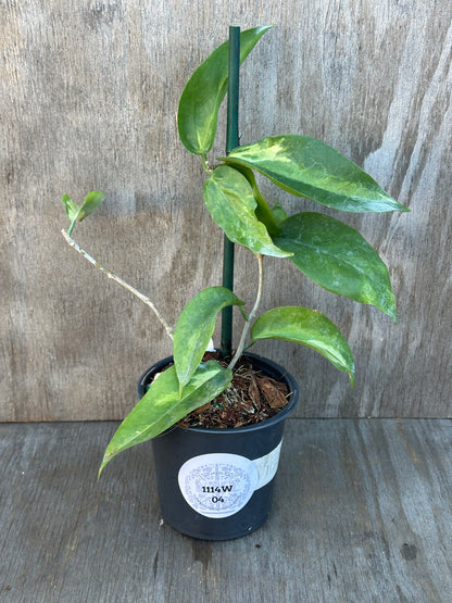 Hoya Kenejiana Variegated, staked in a 4-inch pot, showcasing lush foliage. Featured as a rare exotic houseplant from Next World Exotics.