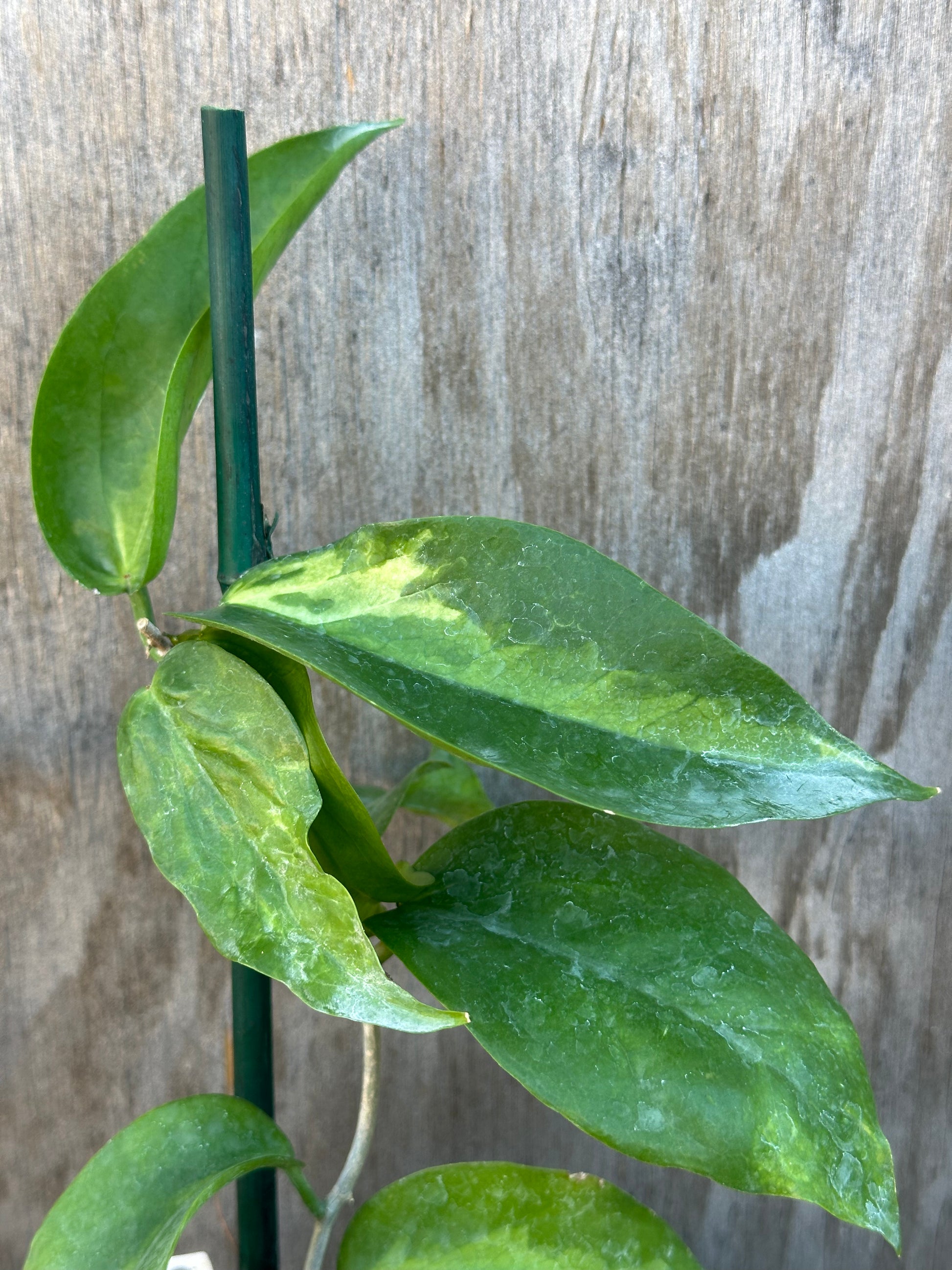 Hoya Kenejiana Variegated, close-up of green leaves and stem, staked in a 4-inch pot, perfect for tropical plant enthusiasts seeking rare houseplants.