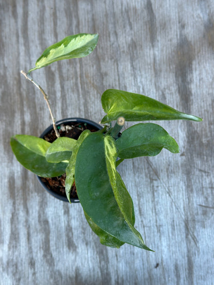 Hoya Kenejiana Variegated, a staked houseplant in a 4-inch pot, showcasing detailed leaf close-ups, from Next World Exotics' rare tropical collection.