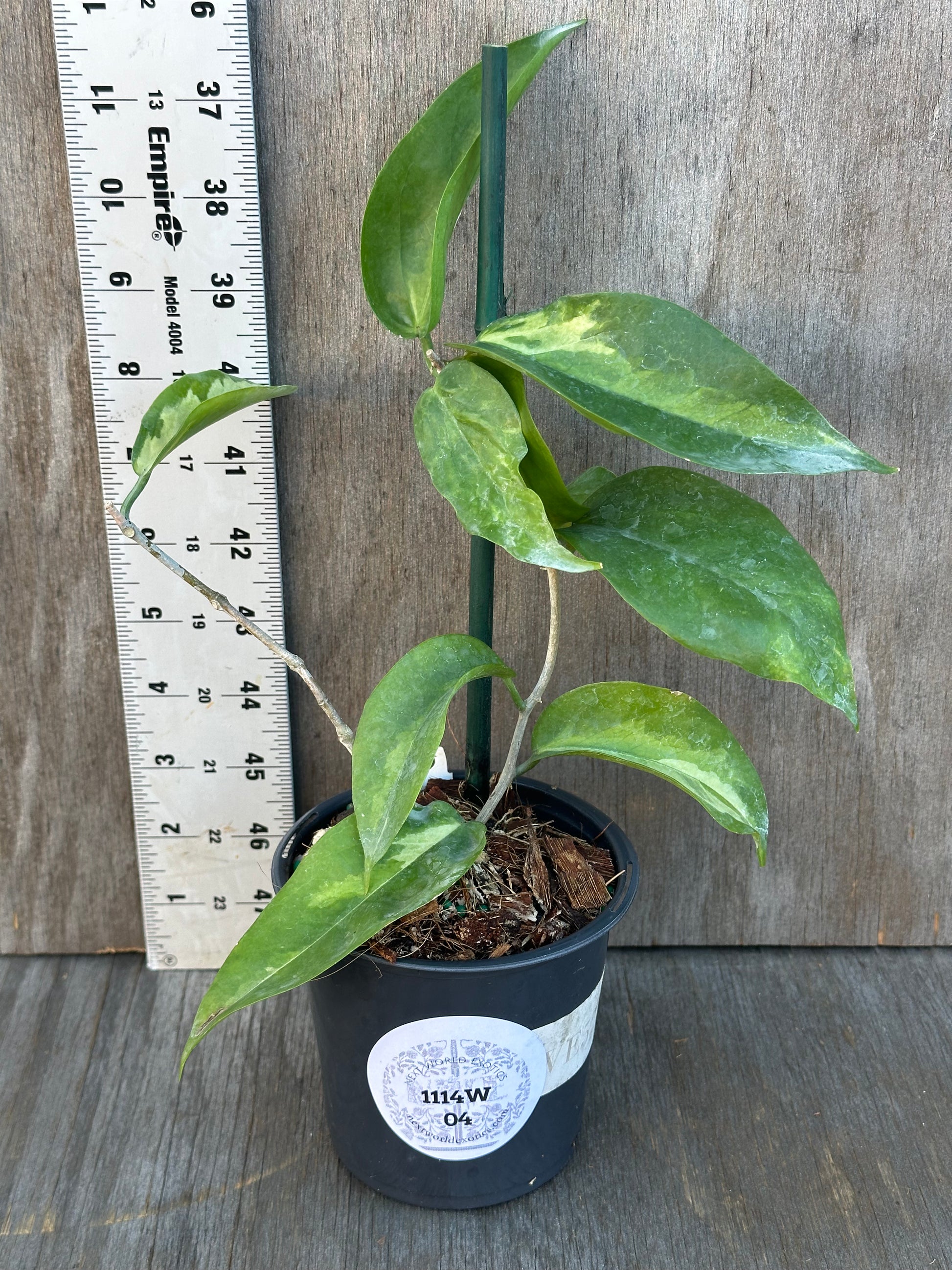 Hoya Kenejiana Variegated in a 4-inch pot, featuring lush, staked foliage. Ideal for exotic plant enthusiasts seeking rare houseplants.