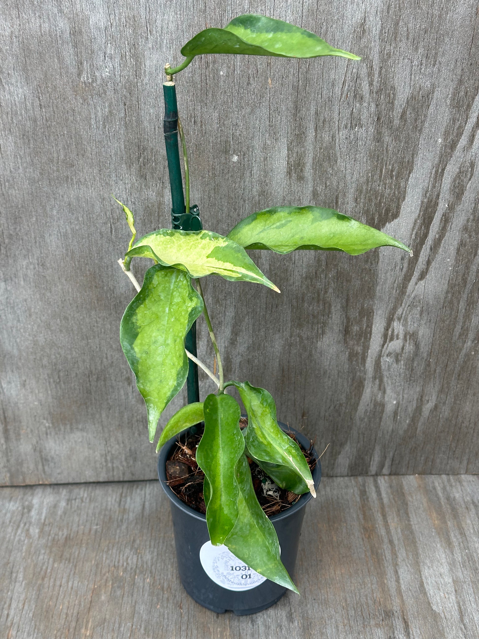 Hoya Kenejiana Variegated in a 4-inch pot, featuring staked growth and lush foliage, ideal for tropical houseplant enthusiasts.