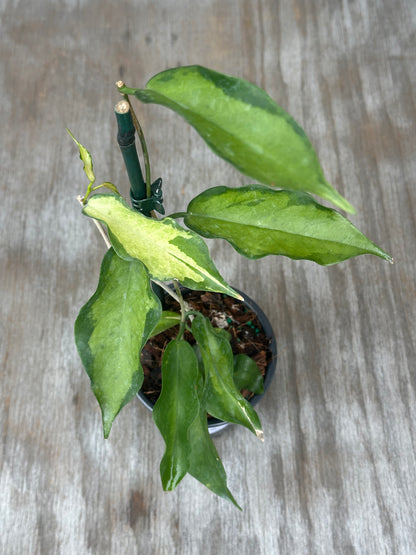 Hoya Kenejiana Variegated in a 4-inch pot, showcasing lush green leaves, perfect for exotic plant enthusiasts and collectors.