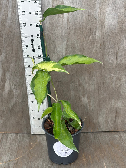 Hoya Kenejiana Variegated in a 4-inch pot, shown with a ruler for scale, showcasing its unique variegated leaves.