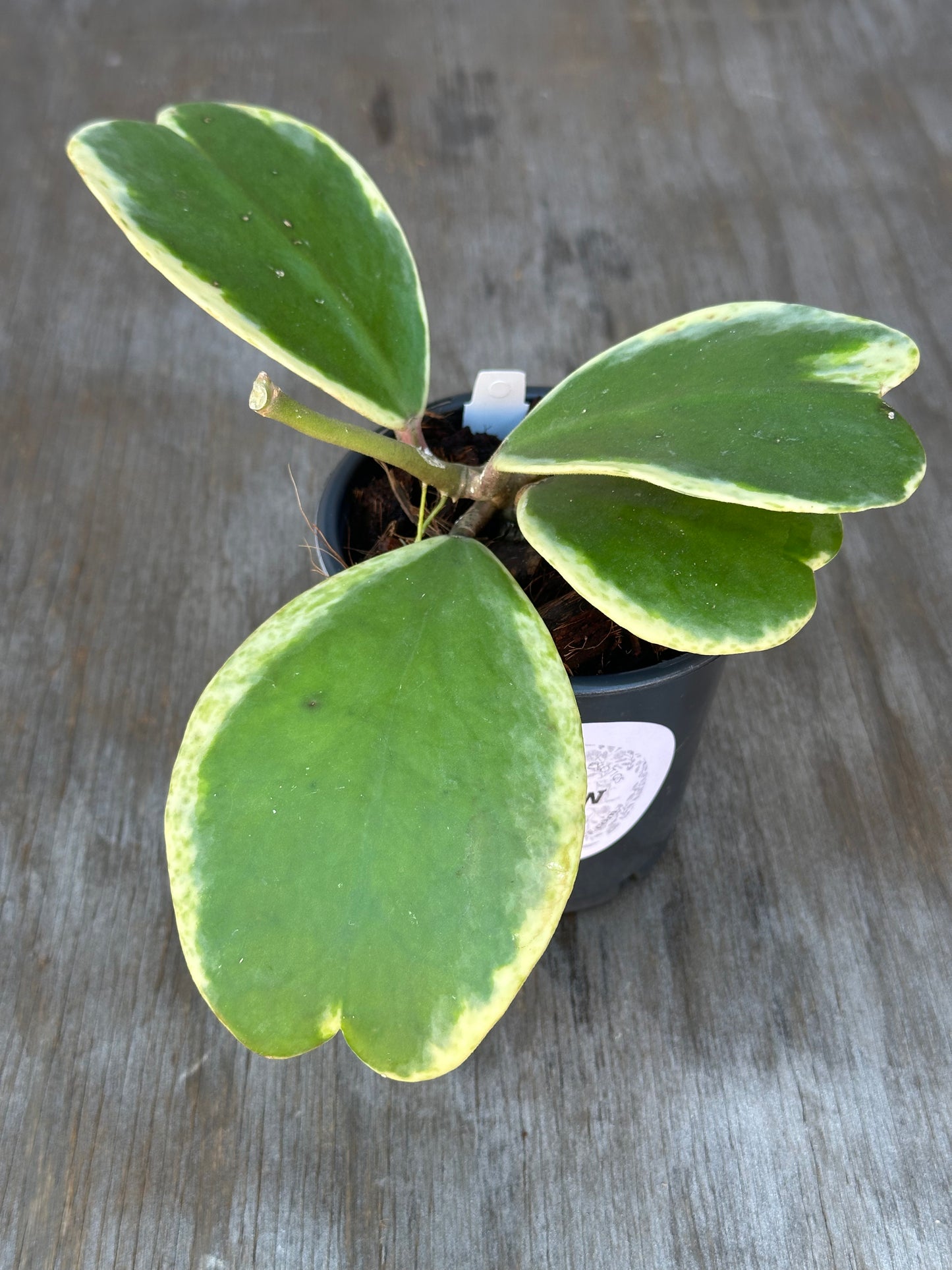 Hoya Kerrii 'Splash' Albo plant in a 4-inch pot, showcasing lush, heart-shaped leaves ideal for exotic houseplant collections.