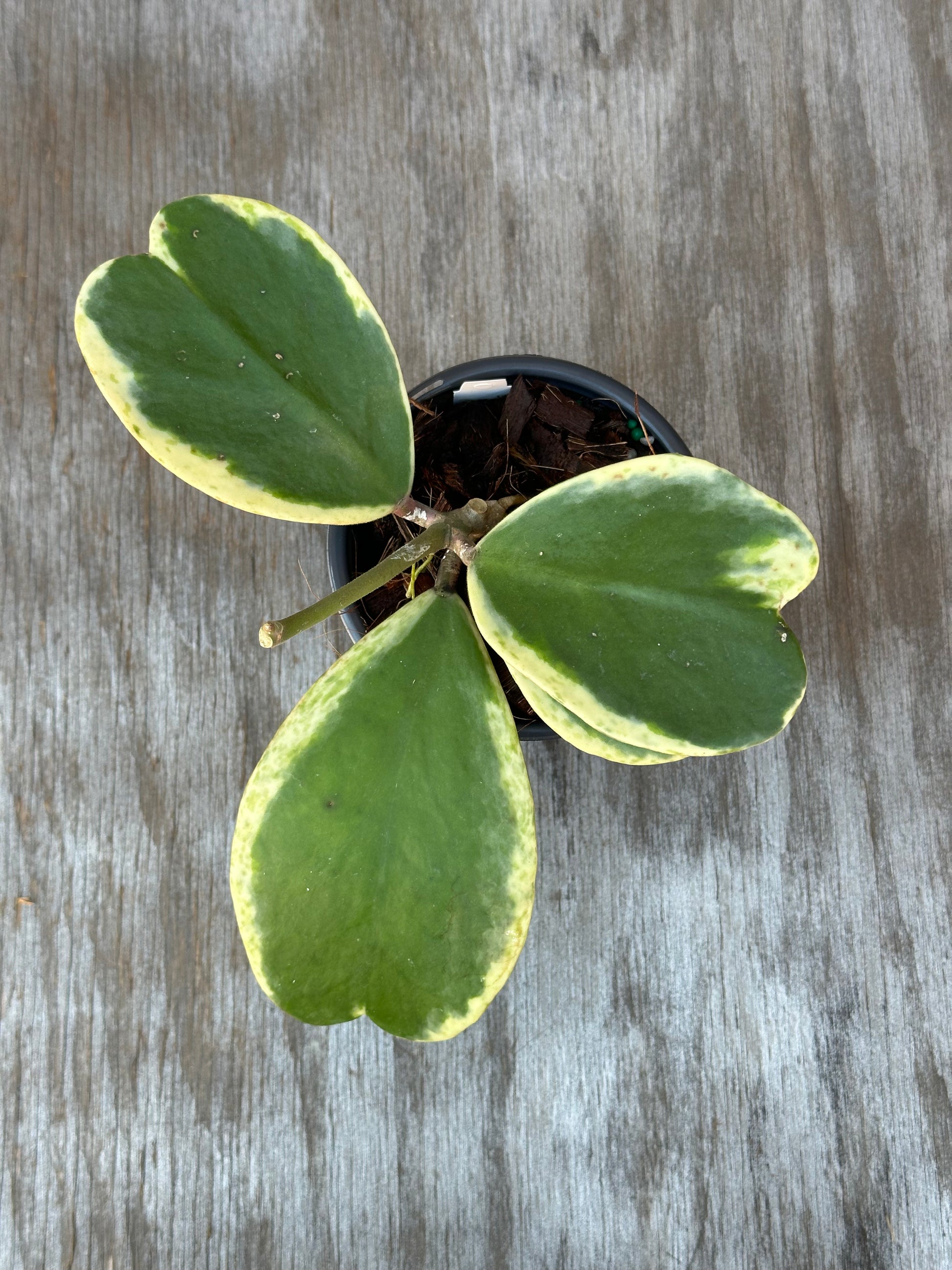 Hoya Kerrii 'Splash' Albo in a 4-inch pot, showcasing distinct green and white variegated leaves, perfect for exotic houseplant enthusiasts.