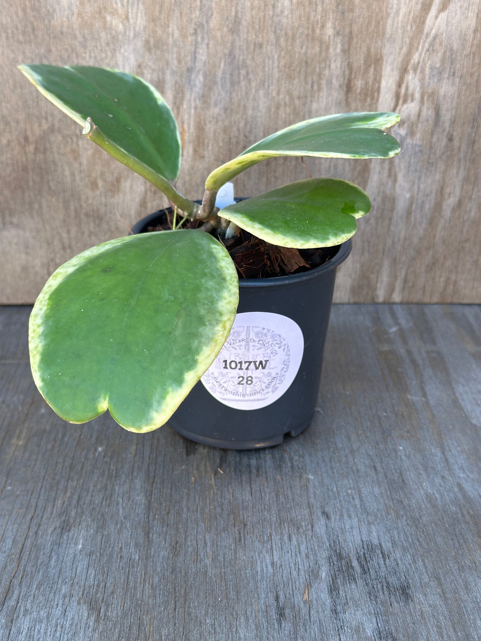 Hoya Kerrii 'Splash' Albo in a 4-inch pot, featuring heart-shaped leaves and a visible white label, ideal for exotic plant enthusiasts.