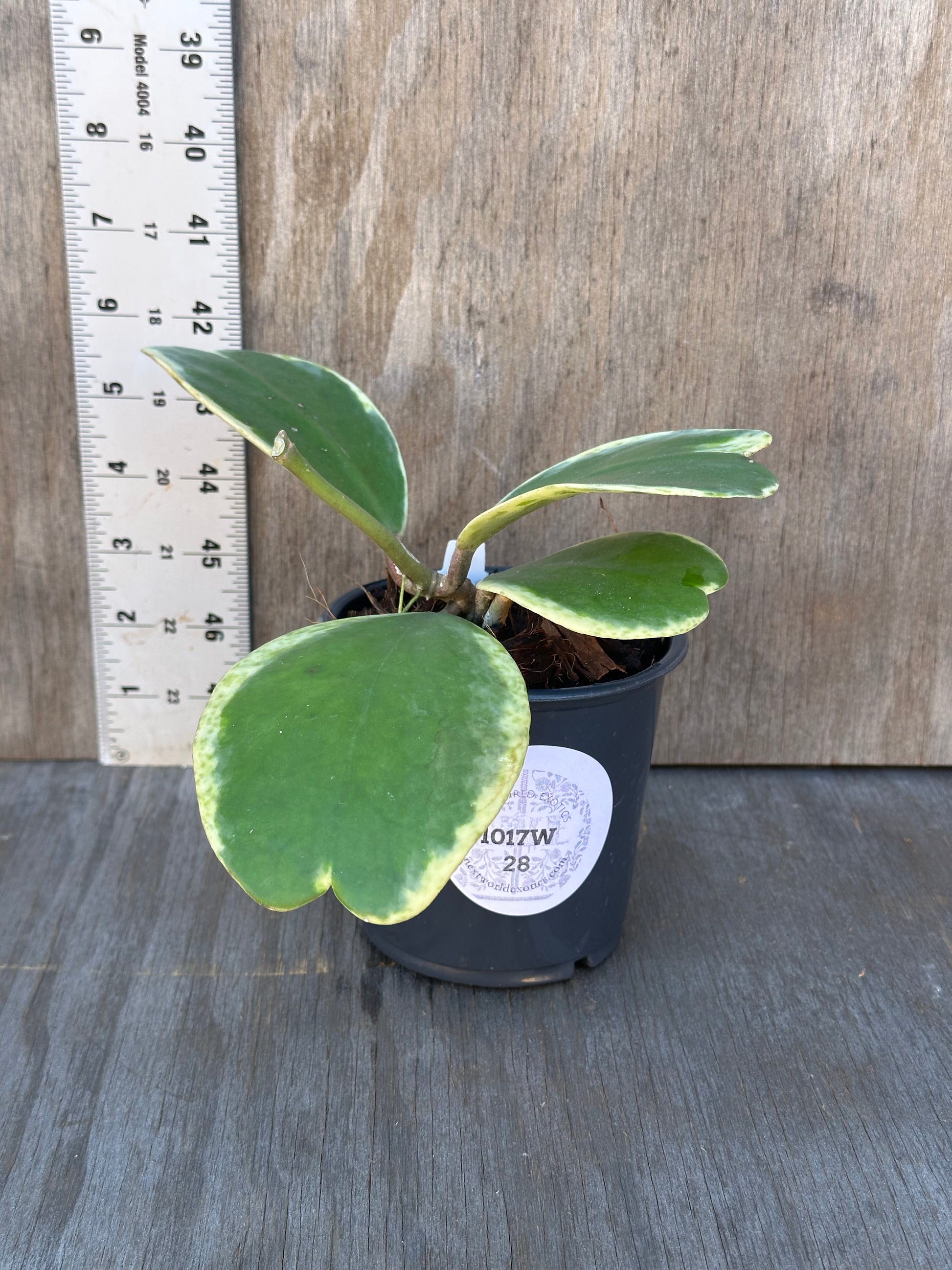 Hoya Kerrii 'Splash' Albo in a 4-inch pot, featuring heart-shaped leaves with variegated patterns, ideal for enthusiasts of rare, exotic houseplants.