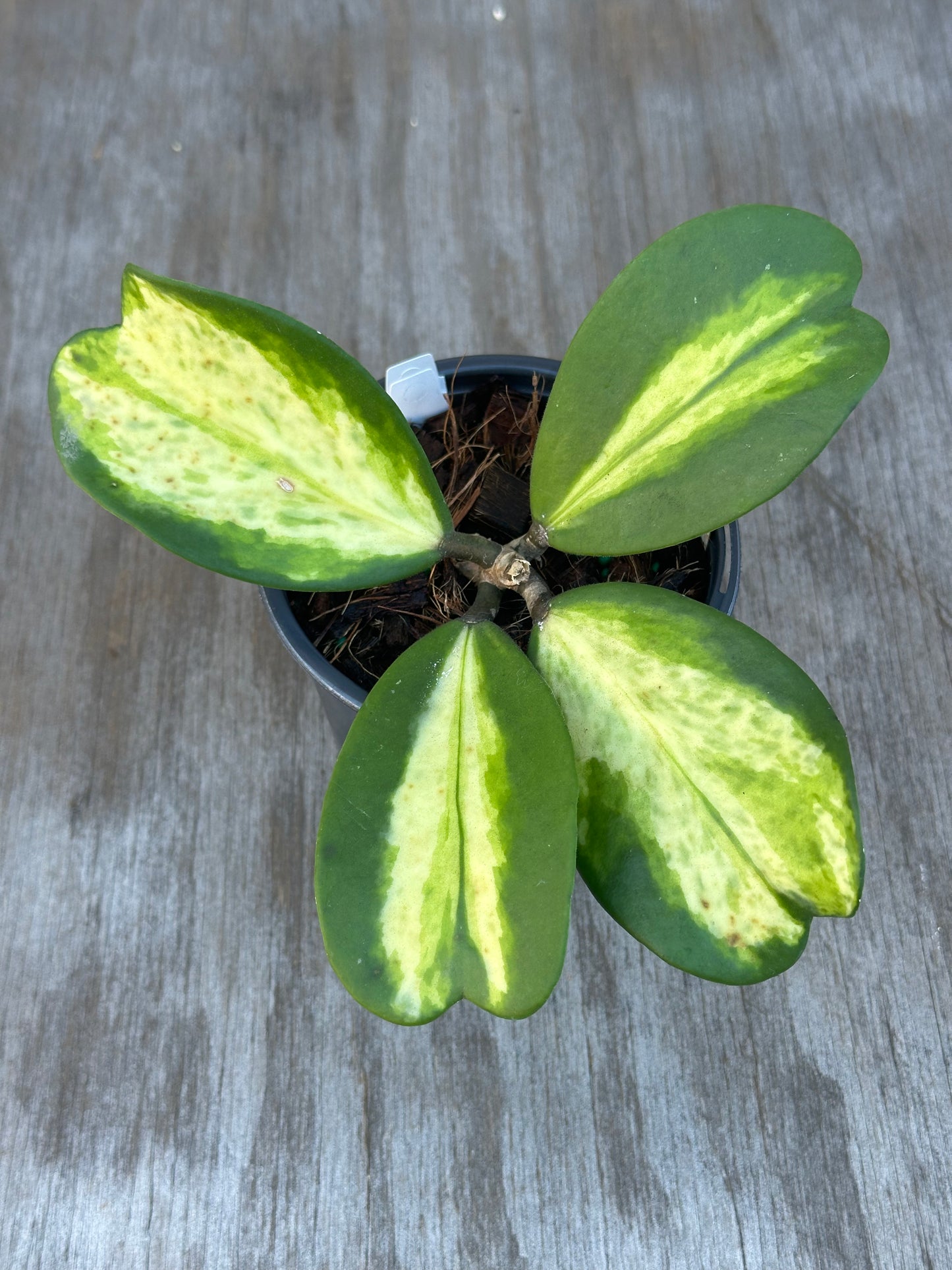 Hoya Kerrii 'Spot' Variegated (1114W05) in a 4-inch pot, showcasing distinctive green and yellow foliage with white spots, ideal for exotic plant enthusiasts.