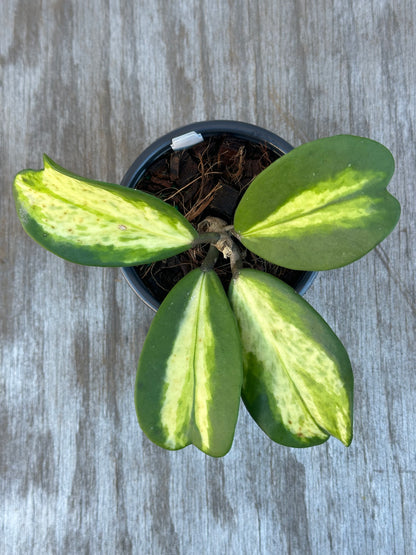 Hoya Kerrii 'Spot' Variegated in a 4-inch pot, showcasing heart-shaped leaves with distinct yellow veins, emphasizing its exotic houseplant appeal.