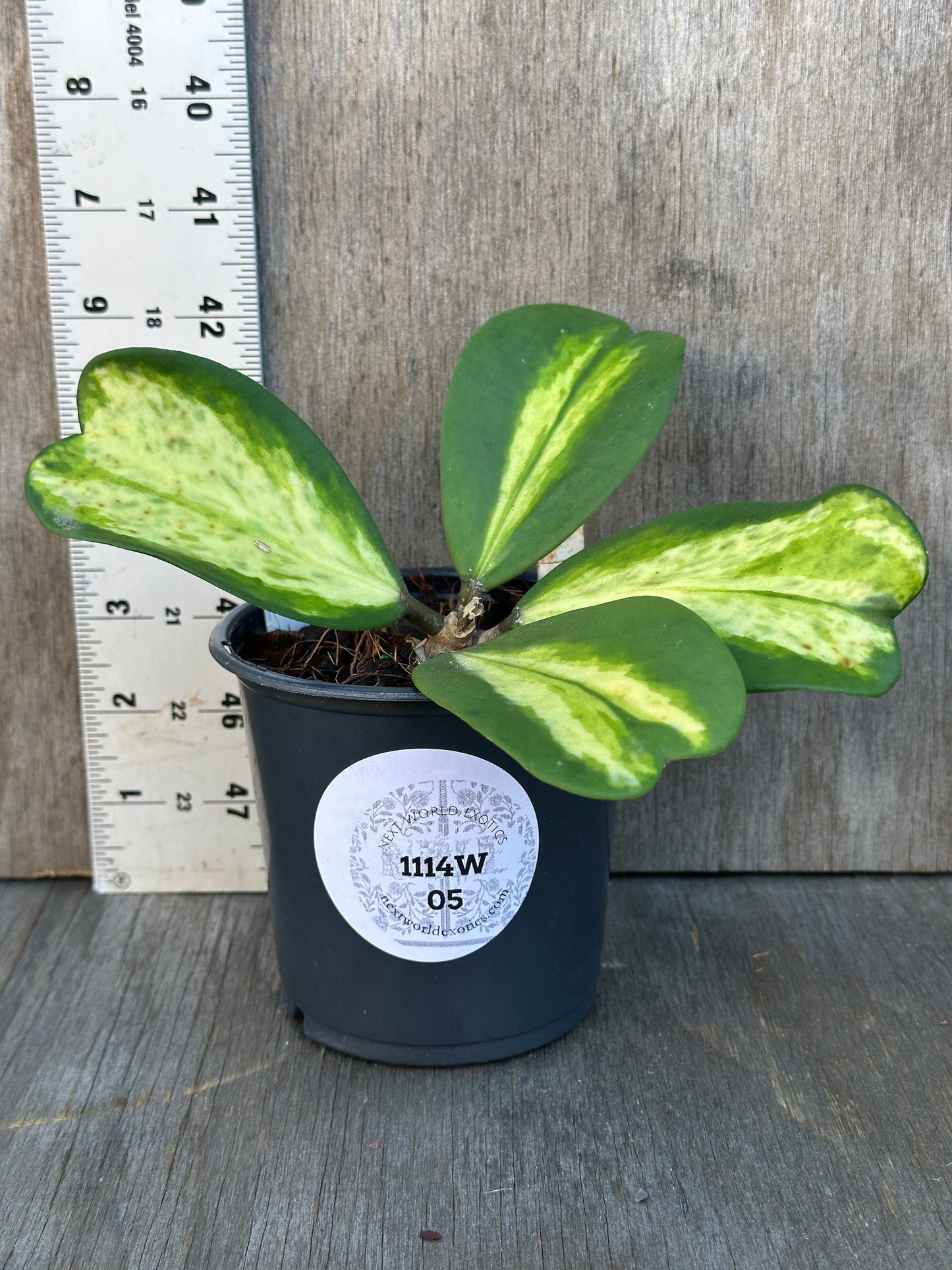 Hoya Kerrii 'Spot' Variegated in a 4-inch pot, displayed beside a ruler for size reference. Ideal for houseplant enthusiasts and collectors.