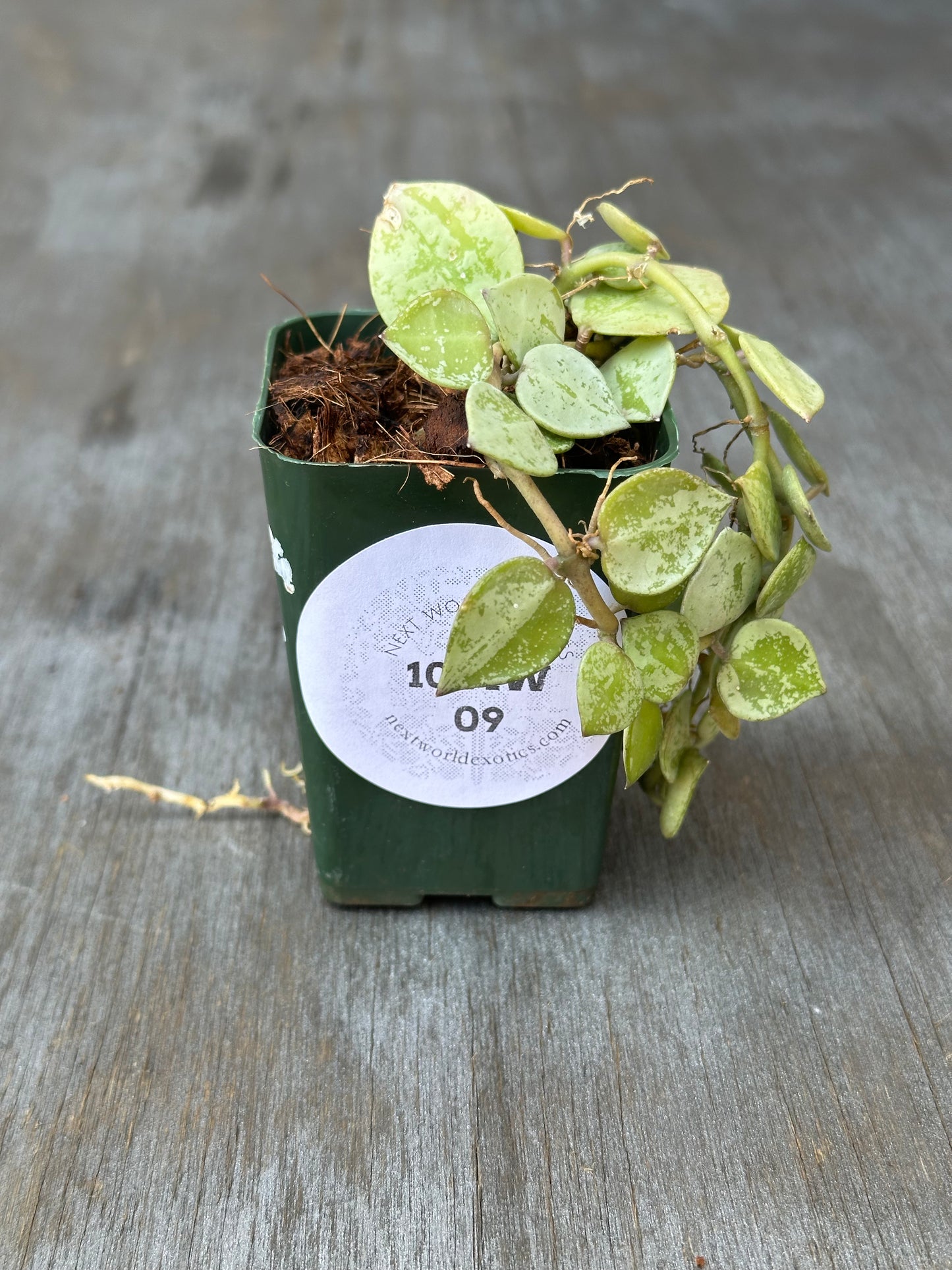 Hoya Krohniana 'Silver' in a pot, featuring distinct green leaves, perfect for collectors seeking rare variegated tropical houseplants, available at Next World Exotics.