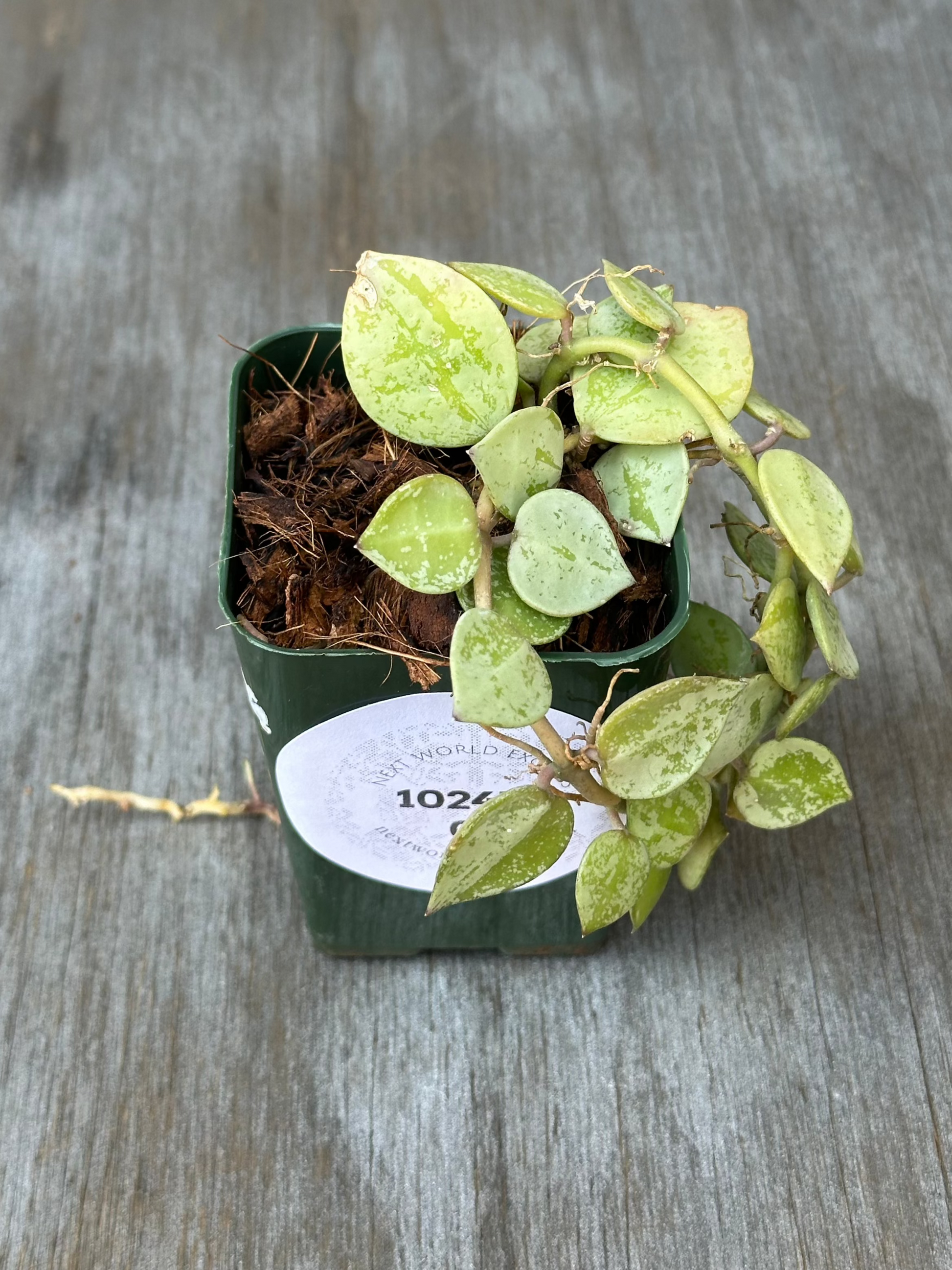 Hoya Krohniana 'Silver' in a pot, showcasing its unique foliage. Ideal for collectors of exotic variegated houseplants.