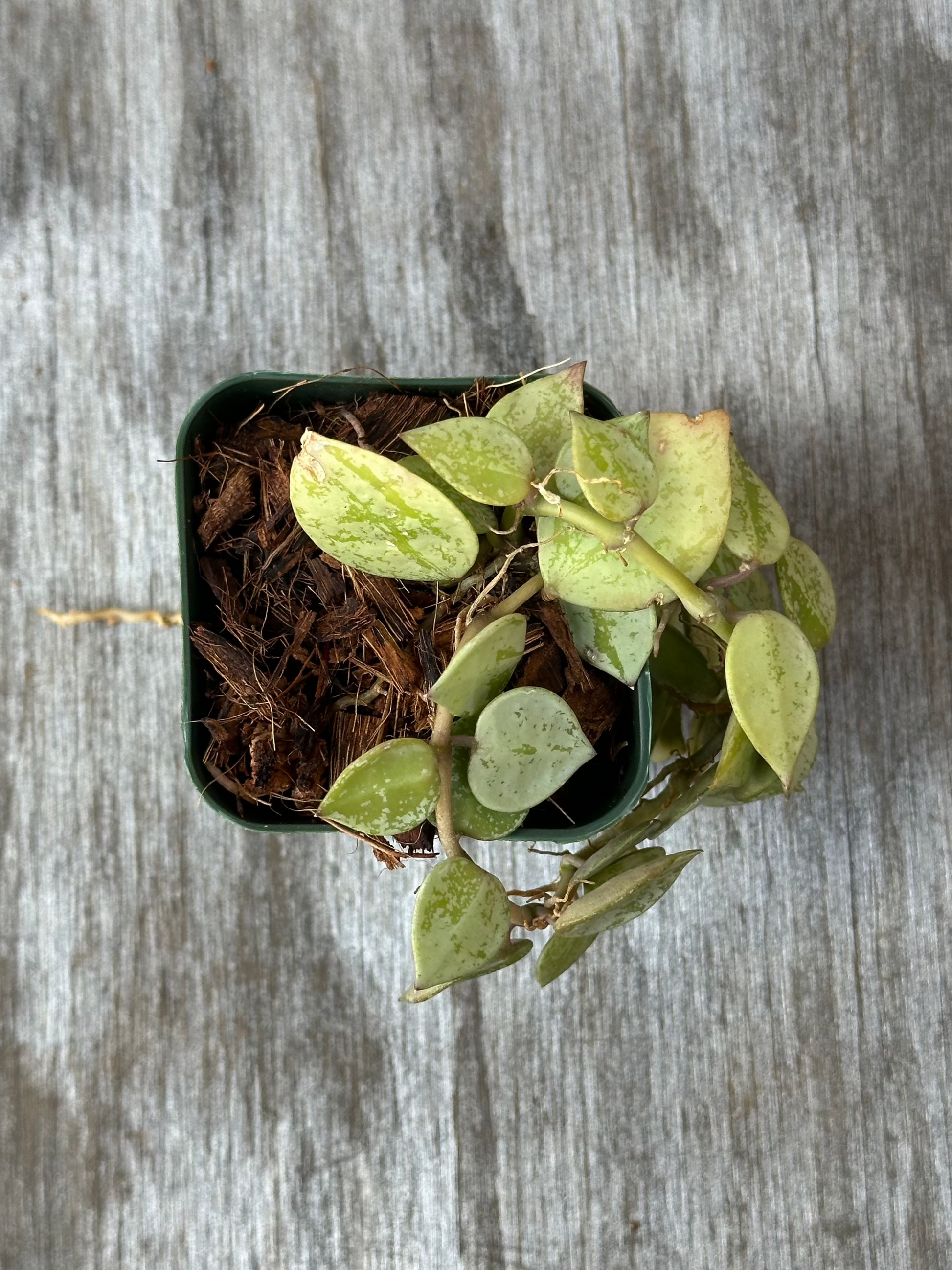 Hoya Krohniana 'Silver' in a pot, featuring distinct variegated leaves, perfect for exotic houseplant enthusiasts seeking unique tropical additions from Next World Exotics.