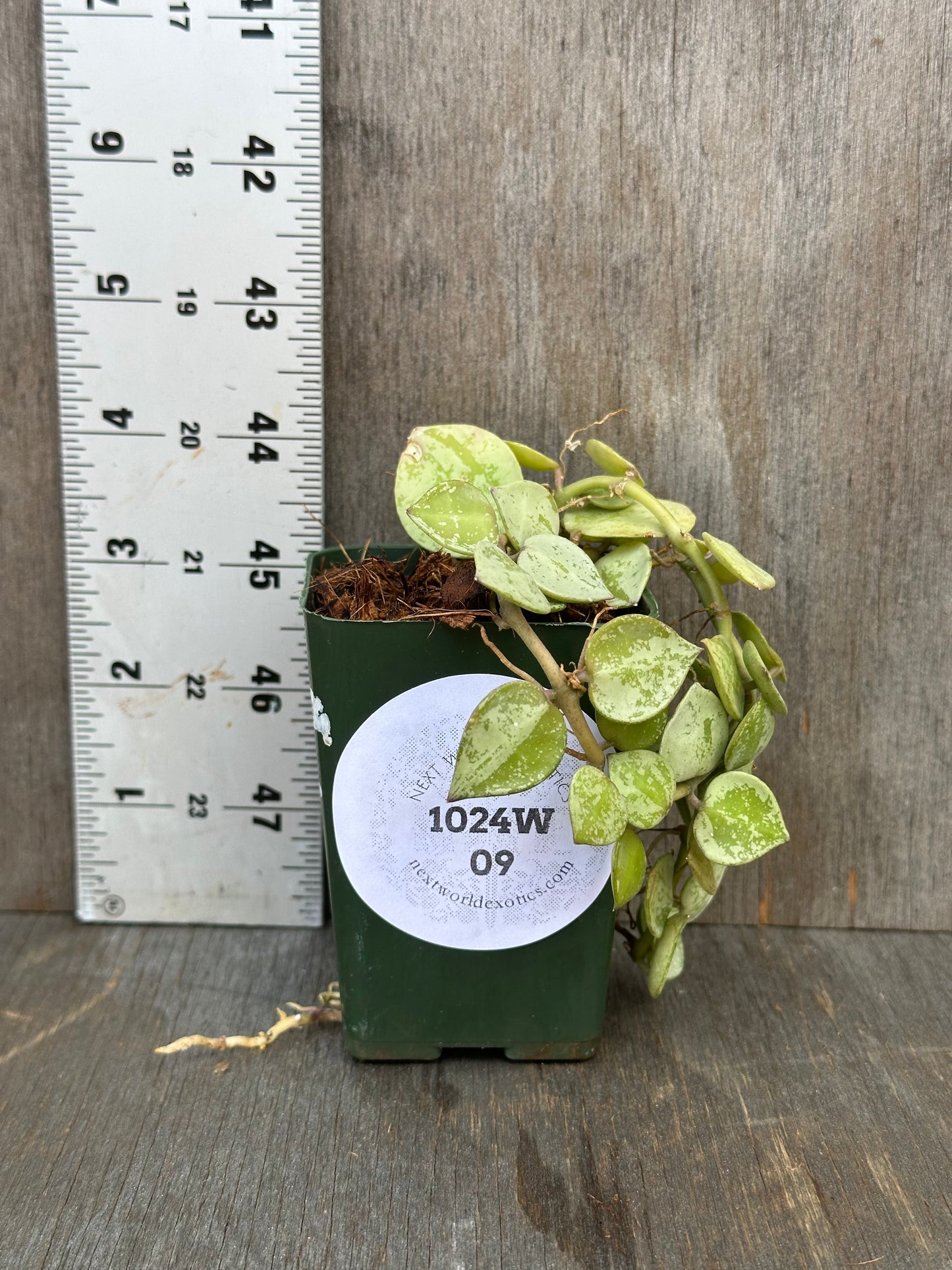 Hoya Krohniana 'Silver' in a pot beside a measuring ruler, featuring distinct foliage, for sale at Next World Exotics.