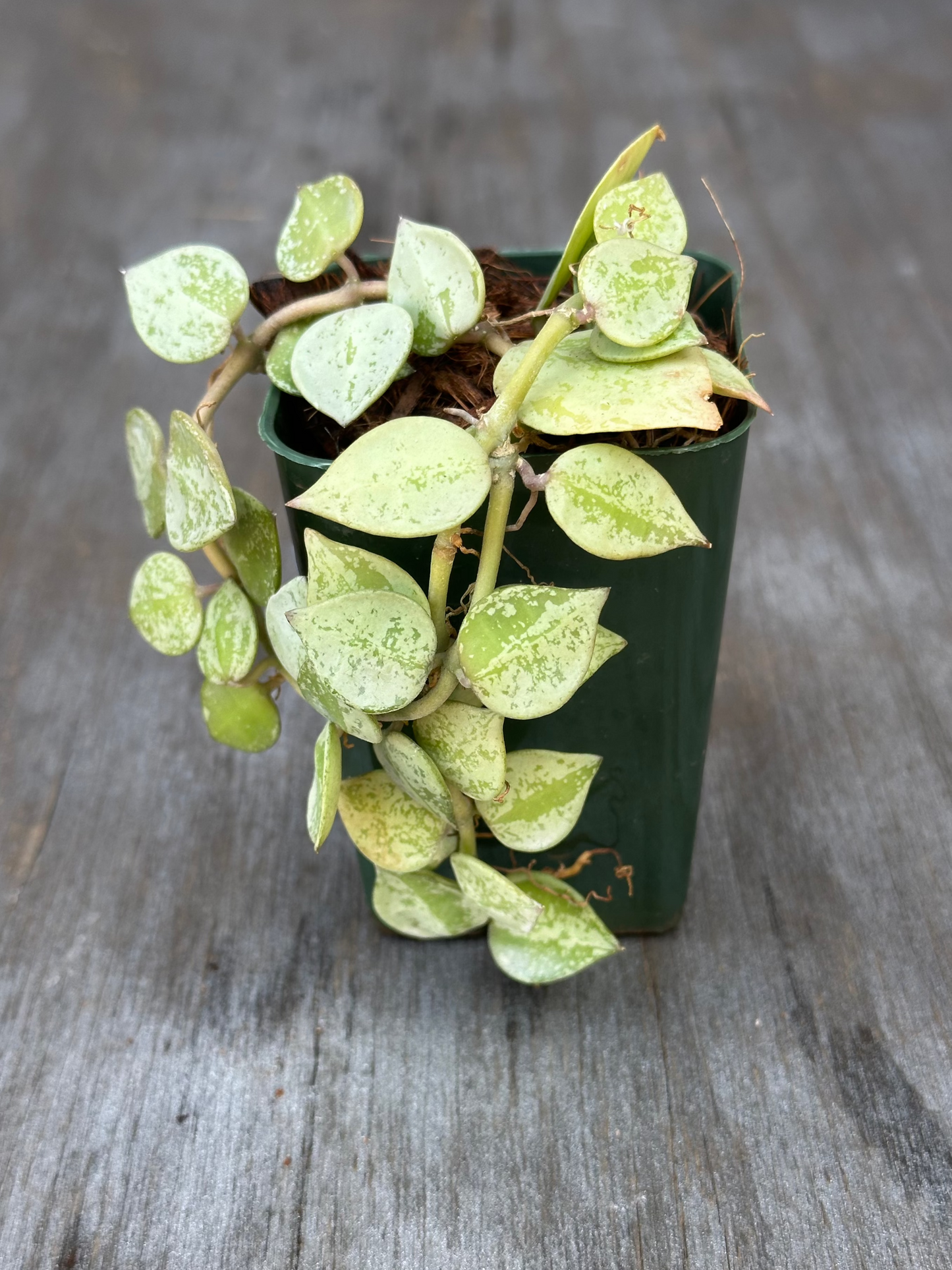 Hoya Krohniana 'Silver' in a pot, showcasing its distinct foliage, perfect for exotic houseplant enthusiasts seeking unique variegated tropical varieties from Next World Exotics.