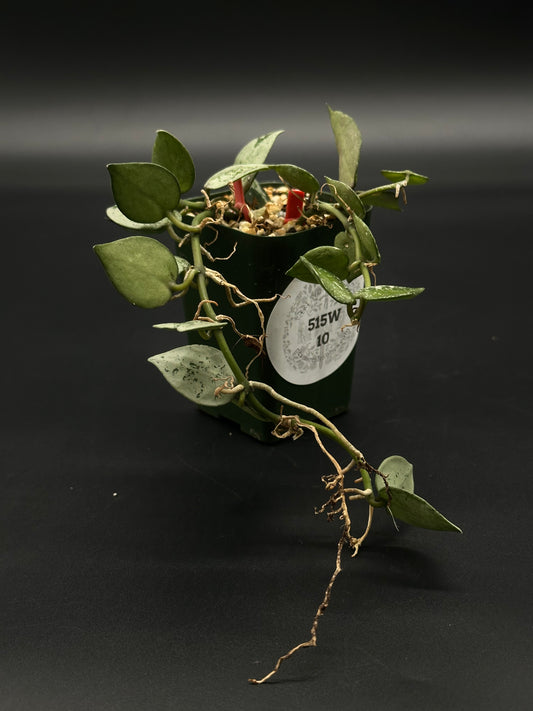Hoya Krohniana 'Silver' in a 2.25-inch pot, showcasing its unique foliage, ideal for exotic plant enthusiasts from Next World Exotics.