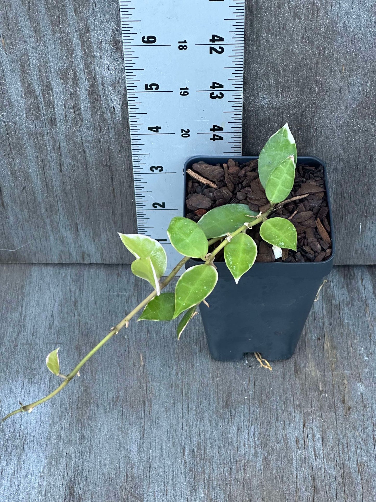 Hoya Lacunosa 'Asami' Albomarginata (HLAA1) 🌱 in a 2.5-inch pot, shown next to a ruler, highlighting its compact size and deep green leaves with white margins.