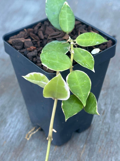 Hoya Lacunosa 'Asami' Albomarginata (HLAA1) 🌱 in a 2.5-inch pot, showcasing deep green leaves with white margins.