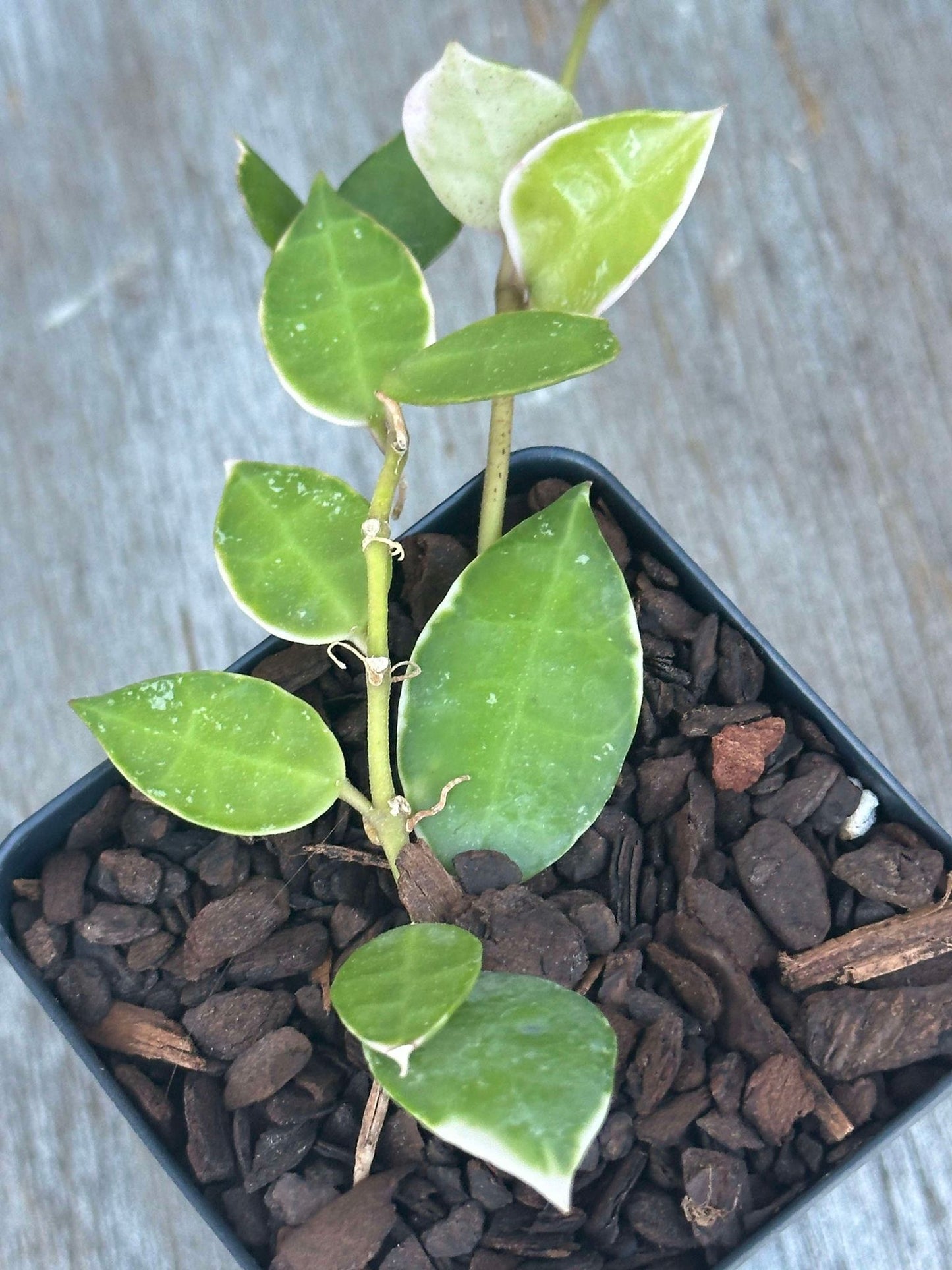 Hoya lacunosa 'Asami' albomarginata in a small pot, showcasing deep green leaves with white edges.