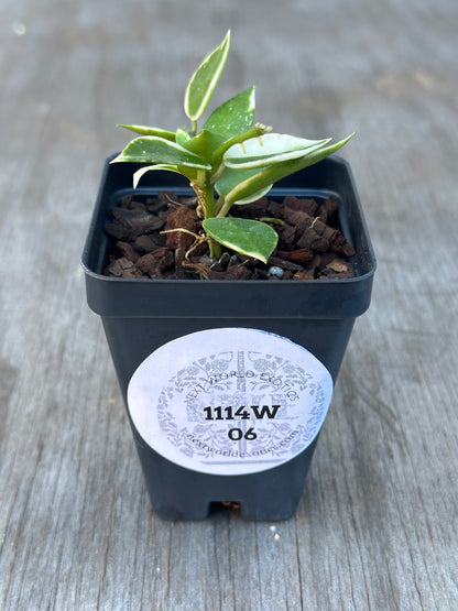 Hoya Lacunosa 'Asami' Albomarginata in a 2.5-inch pot, showcasing deep green leaves with white margins, ideal for indoor spaces.