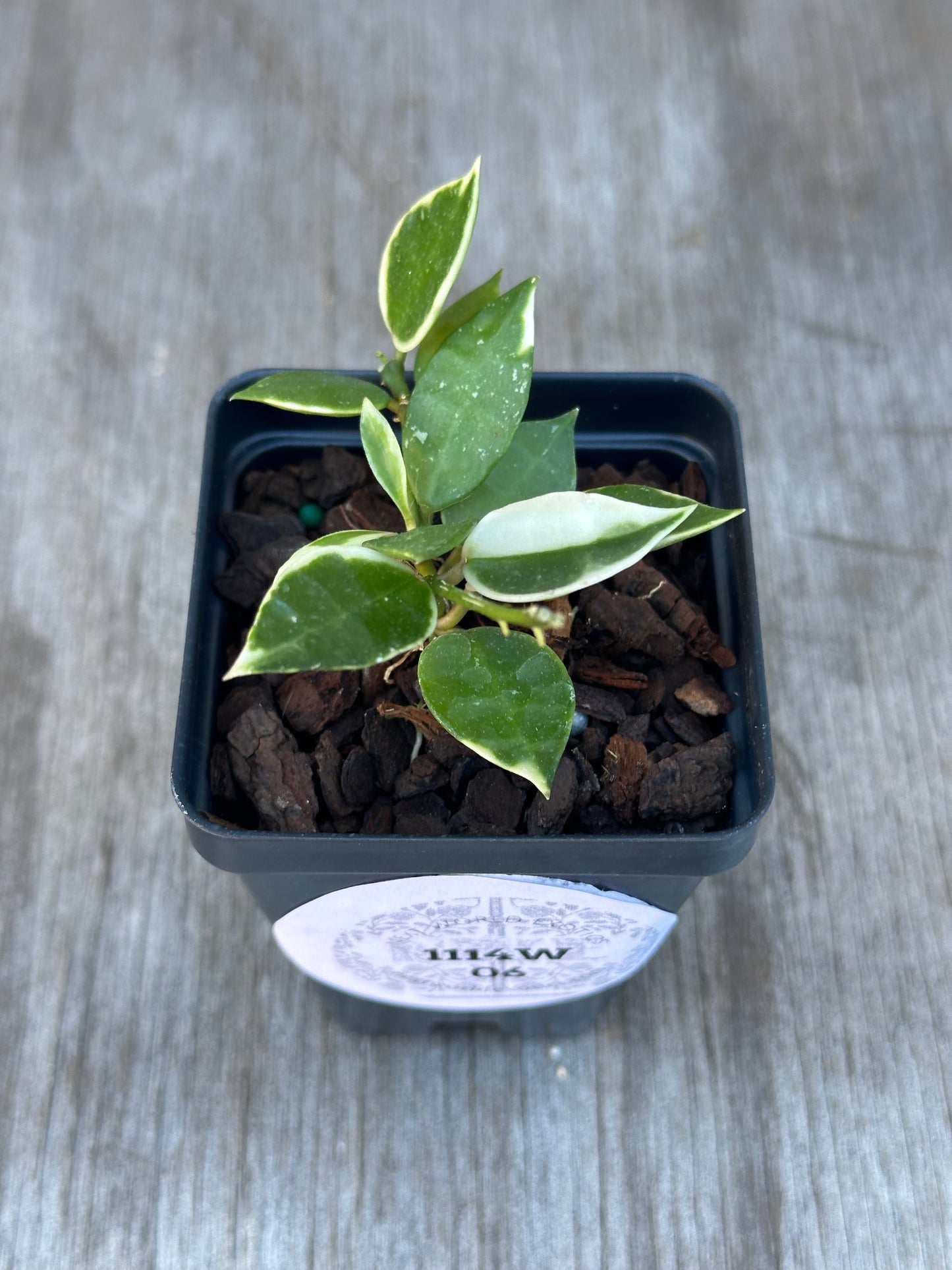 Hoya Lacunosa 'Asami' Albomarginata in a 2.5-inch pot, showcasing deep green leaves with white margins, ideal for indoor spaces.