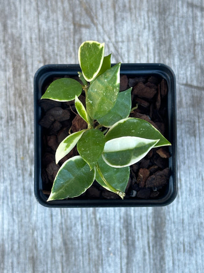 Hoya Lacunosa 'Asami' Albomarginata (1114W06) in a small pot, showcasing deep green leaves with white edges, ideal for indoor decor.