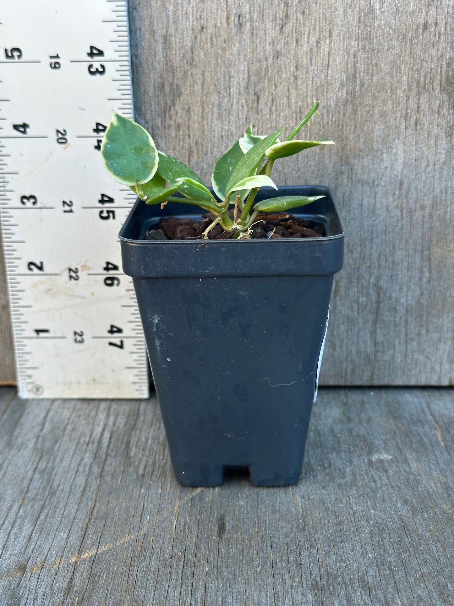 Hoya Lacunosa 'Asami' Albomarginata in a 2.5-inch pot, featuring deep green leaves with white margins, ideal for indoor spaces.