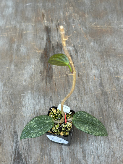 Hoya Latifolia 'Rimba Perak' 727WEB049