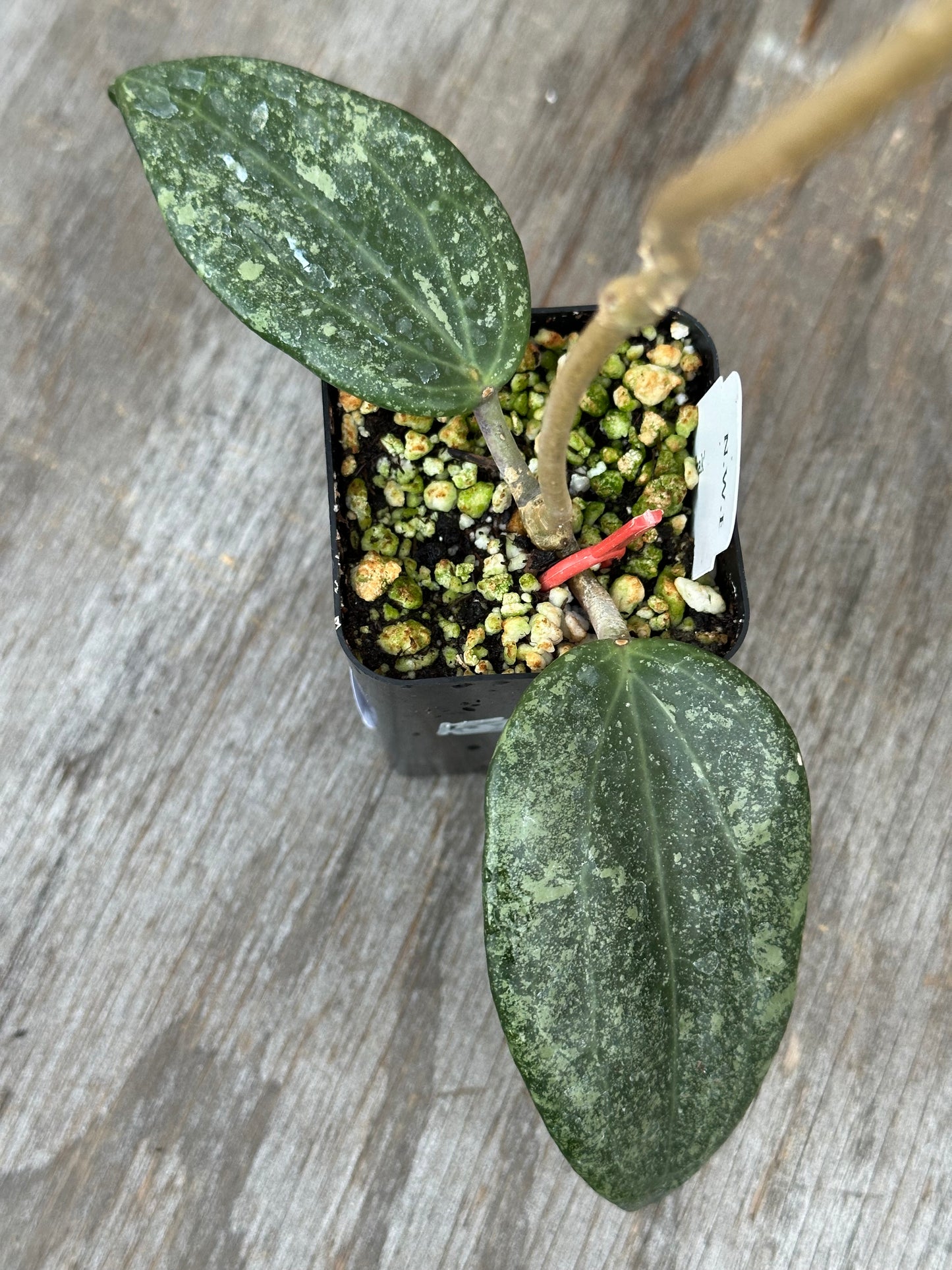 Hoya Latifolia 'Rimba Perak' 727WEB049